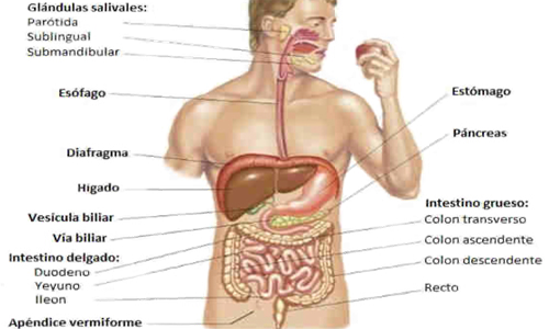 Endodermo Organos Aparato Digestivo
