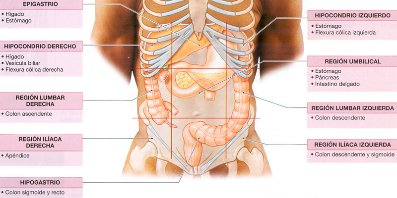 Ubicacion Organos Sistema Digestivo Cavidad Abdominal