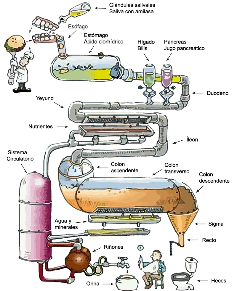 Grafica Organos Aparato Sistema Digestivo Endodermo