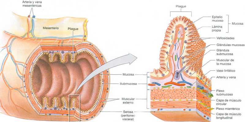 Anatomia Tubo Digestivo Endodermo
