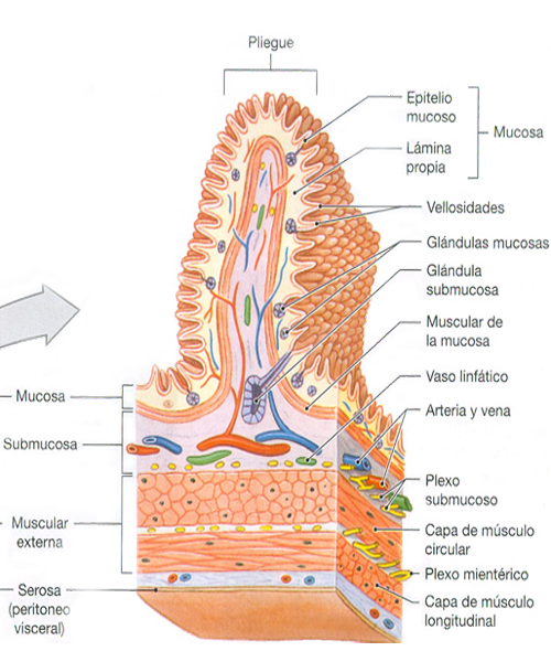 Sistema Digestivo Peristalsis Movimiento Musculatura Lisa