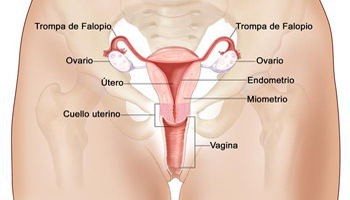 Sistema Reproductor Femenino Mujer Organos Endodermo