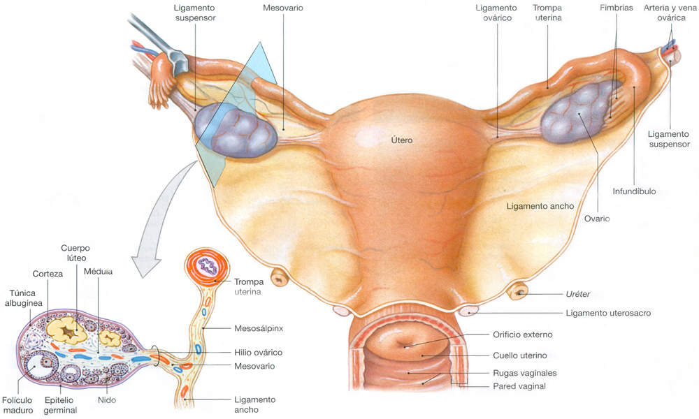 Sistema Reproductor Femenino Ovario Anatomia