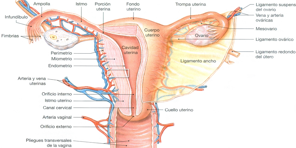 Utero Anatomia Endodermo
