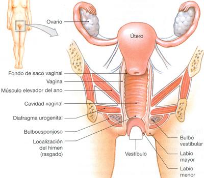 Vagina Anatomia Endodermo