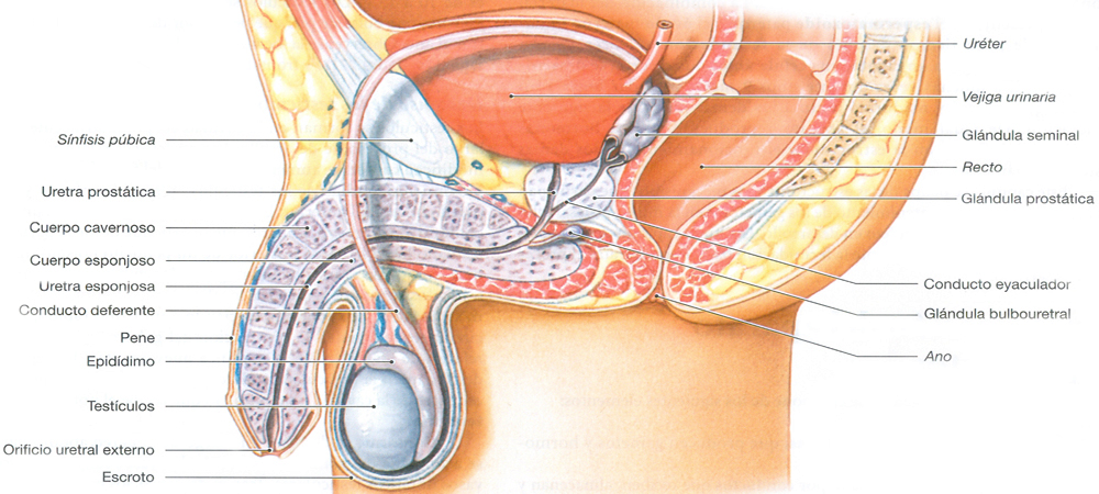 Sistema Reproductor Masculino Anatomia Organos