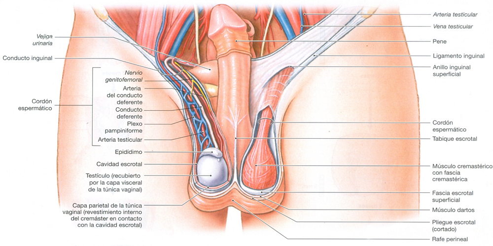 Sistema Reproductor Masculino Anatomia Organos Frente