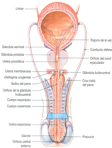 Sistema Reproductor Masculino Pene Anatomia