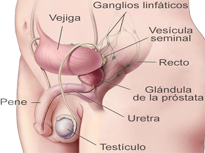 Sistema Reproductor Masculino Organos Endodermo