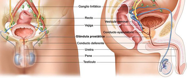 Sistema Reproductor Masculino Frontal Lateral