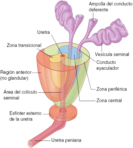 Sistema Reproductor Masculino Eyaculacion Vesiculas Seminales