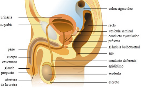 Sistema Reproductor Masculino Anatomia