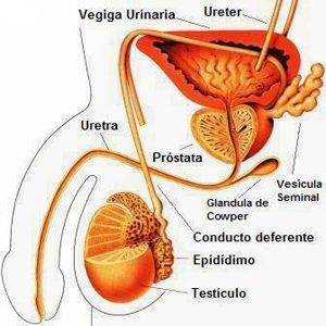 Sistema Reproductor Masculino Glandulas Endodermo