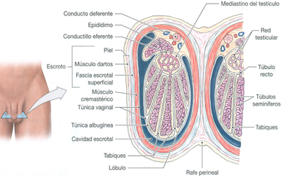 Testiculos Anatomia Mesodermo Nuevo
