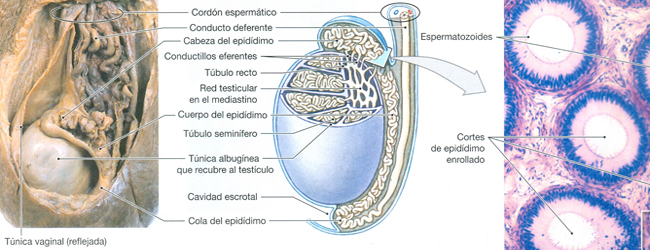 Testiculos Epididimo Anatomia Tejidos