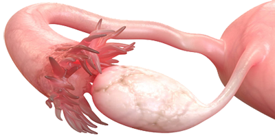 Trompas Falopio Ovario Endodermo
