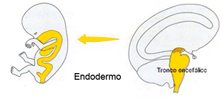 Endodermo Tronco Cerebral Tallo Encefalico