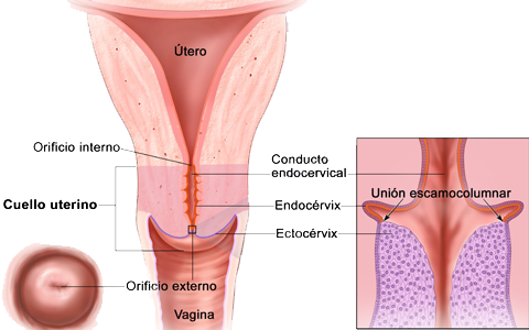 Cuello Utero Cervix Vagina Endodervix Endodermo