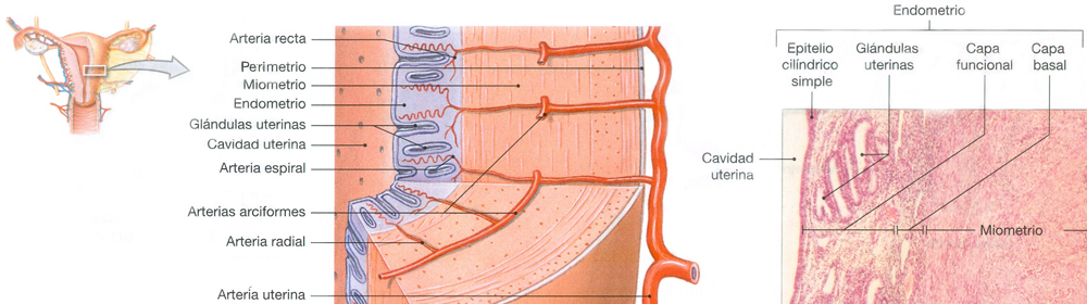 Utero Anatomia Tejidos Endodermo