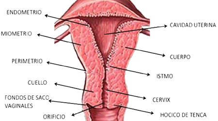 Utero Anatomia Cervix Endodermo
