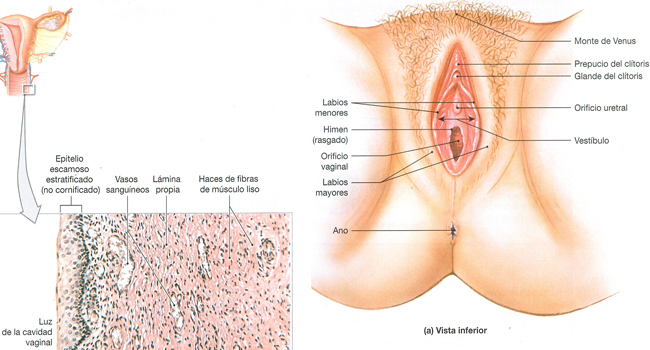 Organos Sexuales Femeninos Externos Vulva Vagina