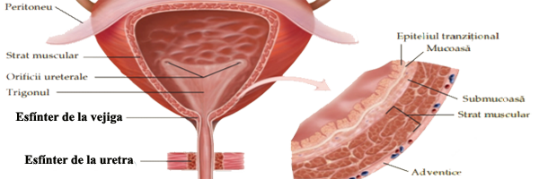 Sistema Urinario Vejiga Esfinter Uretra