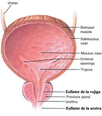 Sistema Urinario Vejiga Esfinteres Prostata