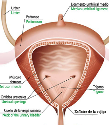 Sistema Urinario Vejiga Esfinter