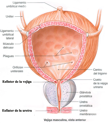 Vejiga Prostata Endodermo Esfinteres