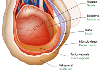 Escroto Testiculo Organos Anatomia