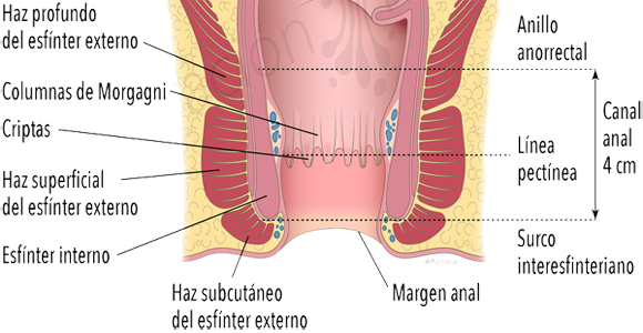 Esfinter Anal Interno Externo Recto Ano Mesodermo Nuevo