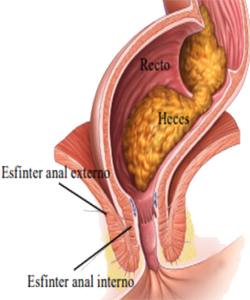 Esfinter Anal Interno Externo Recto Heces Mesodermo Nuevo