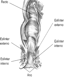 Esfinter Anal Interno Externo Recto Ano Esquema Mesodermo Nuevo