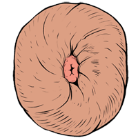Esfinter Musculatura Lisa Radial Estriada Anular
