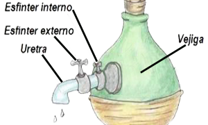 Esfinteres Externo Interno Orina Vejiga Uretra Mesodermo Nuevo
