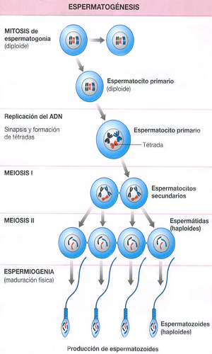 Espermatogenesis Mitosis Produccion Espermatozoides Meiosis ADN