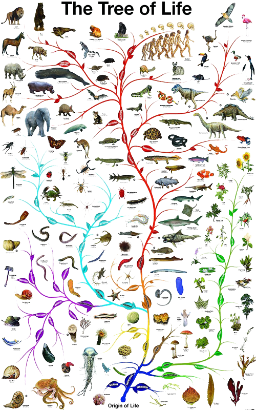 Arbol Evolucion Vida Tree Life