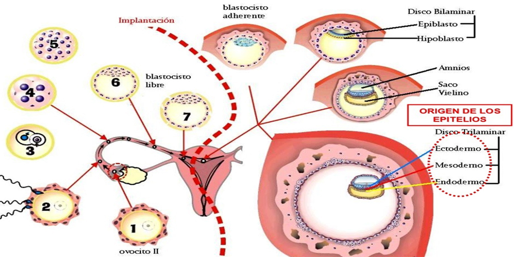 Embriologia Fecundacion Implantacion Epitelios Capas Embriologicas