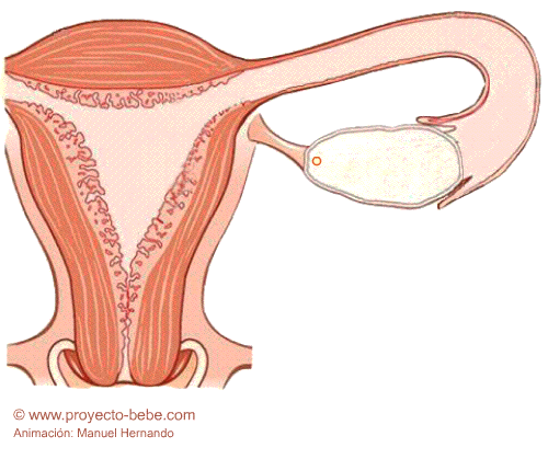 Fecundacion Ovulo Espermatozoide Trompa Falopio Implantacion Endometrio Utero Animacion