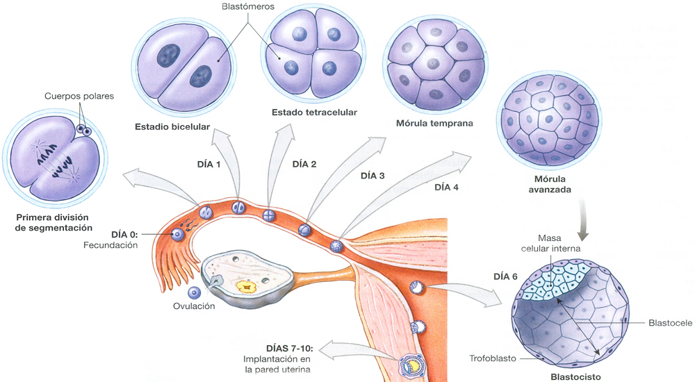 Fecundacion Ovulo Espermatozoide Trompa Falopio Implantacion Endometrio Pared Uterina Morula Blastocisto 