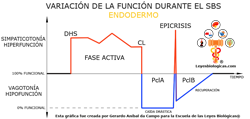 Grafica Variacion Funcion Durante Fases SBS Endodermo