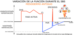 Grafica Variacion Funcion Durante Fases SBS Mesodermo Antiguo