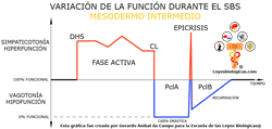 Grafica Variacion Funcion Durante Fases SBS Mesodermo Intermedio