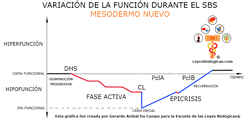 Grafica Variacion Funcion Durante Fases SBS Mesodermo Nuevo