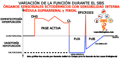 Grafica Variacion Funcion SBS Organos Sensoriales Ectodermo Sensibilidad Interna