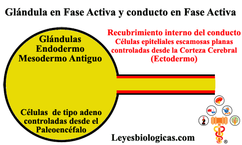 Glandulas Endodermo Conductos Ectodermo Fase Activa SBS