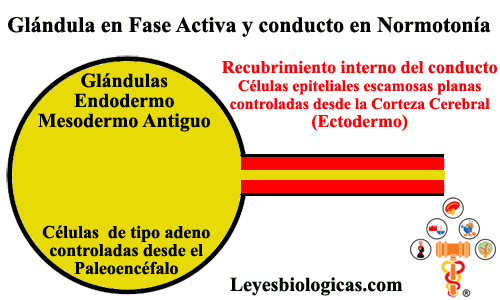 Glandulas Endodermo Fase Activa SBS Conductos Ectodermo Normotonia