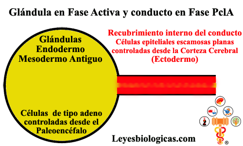 Glandulas Endodermo Fase Activa SBS Conductos Ectodermo Fase PclA