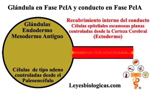 Glandulas Endodermo Conductos Ectodermo Fases PclA SBS