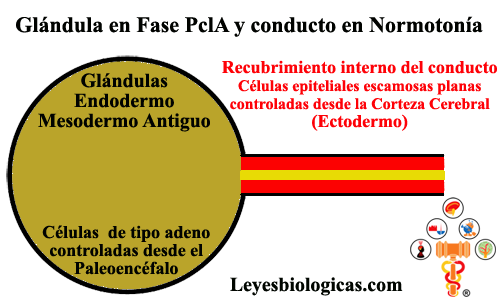 Glandulas Endodermo Fase PclA SBS Conductos Ectodermo Normotonia